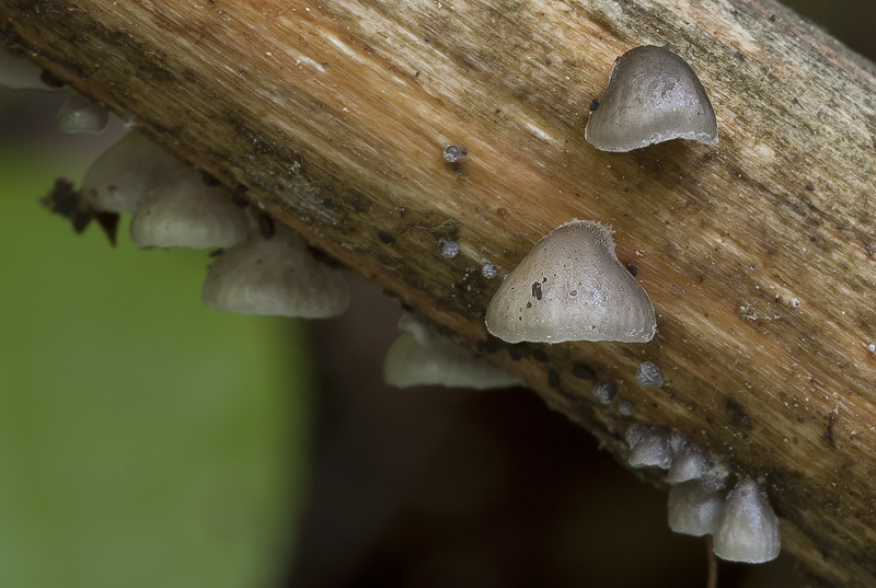 Hohenbuehelia cyphelliformis